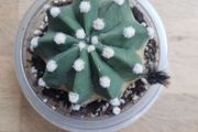 Easter Lily cactus