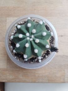 Easter Lily cactus