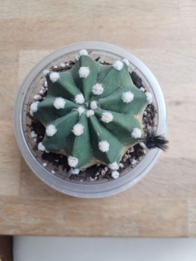 Easter Lily cactus