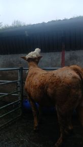 Breeding heifers
