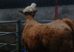 Breeding heifers