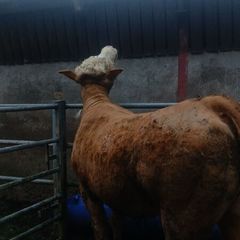 Breeding heifers