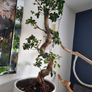 bonsai tree Image 2