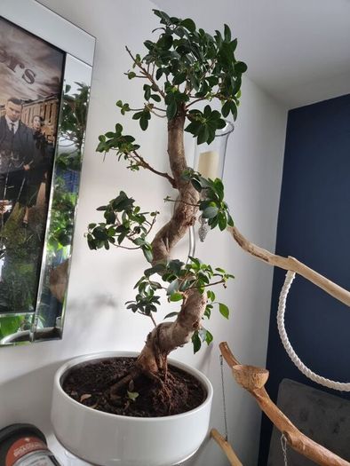 bonsai tree