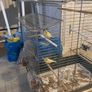 cage Image 6