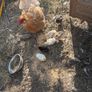 chickens Image 6