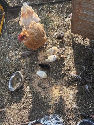 chickens