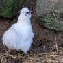 Silkie roosters and hatching eggs for sale. Image 6