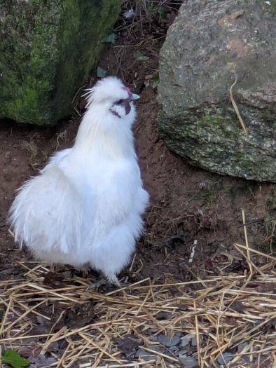 Silkie roosters and hatching eggs for sale.