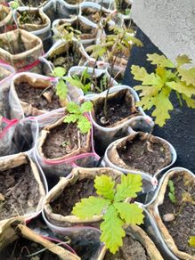 oak saplings