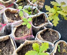 oak saplings