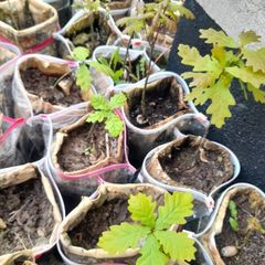 oak saplings