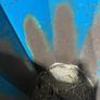 Straw chopper Image 3