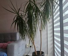 Dracaena Large Dracaena Marginata