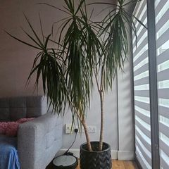 Dracaena Large Dracaena Marginata