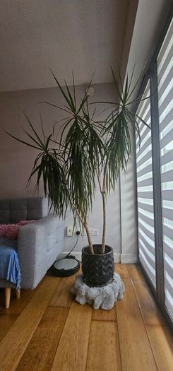 Dracaena Large Dracaena Marginata