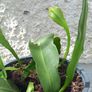 Epiphyllum oxypetalum Queen of the Night Image 4