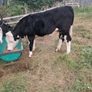 3 white heifers Image 2