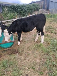heifers