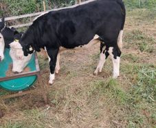heifers