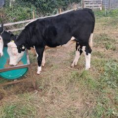 heifers