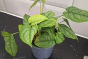 Plant