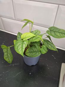 Plant
