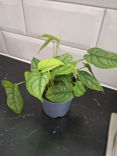 Plant