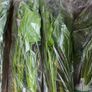 Aquarium Plants Echinodorus Gigant 80-120 cm Image 8