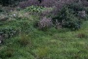 sub soil