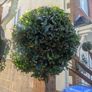 Bay Trees Image 5
