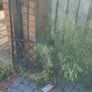 Heavy steel driveway gates / wrought-iron style gate Image 2