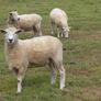 Tefrom Rams for Sale, New Zealand Maternal Sheep Image 4