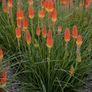 plants Image 3