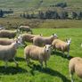 Ewe lambs Image 2