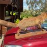 victorian fox Image 7