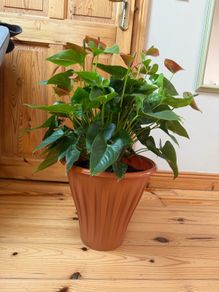 house plant