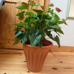 house plant