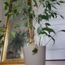 Ficus benjamina houseplant planted in grey ceramic pot Image 4