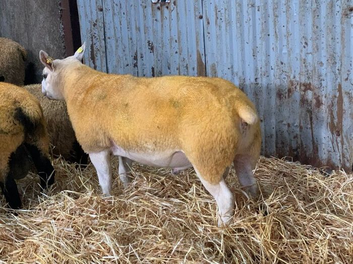 Pedigree Registered Suffolk & Texel Rams