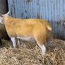 Pedigree Registered Suffolk & Texel Rams Image 2