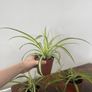 Spider plant house plant Image 2