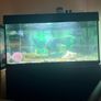 fish tank 240l Image 2
