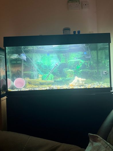 fish tank 240l