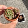 plant Image 2