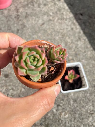 plant