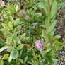 Laurel Hedging ONE EURO Image 3