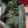 appox 4ft Christmas tree Image 2