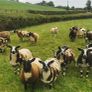 Pure dutch spotted and 3/4 bred spottie ewe lambs Image 4