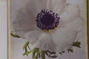 Canvas Picture